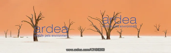 : Dead vlei, Death Valley, Namib-Naukluft Desert : Dead vlei, Death Valley, Namib-Naukluft Desert