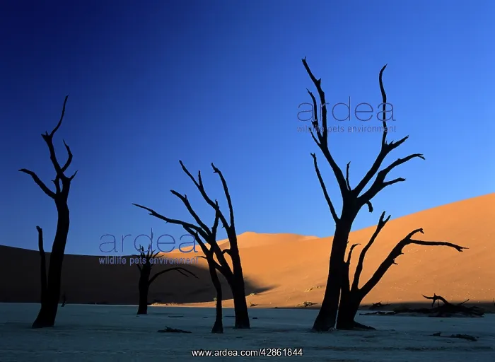 : Dead Vlei - silhouettes of dead camelthorn trees in dune : Dead Vlei - silhouettes of dead camelthorn trees in dune