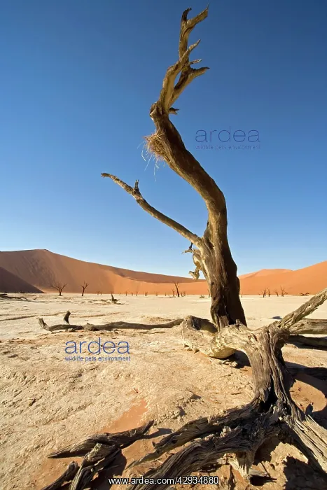 : Dead Vlei tree : Dead Vlei tree