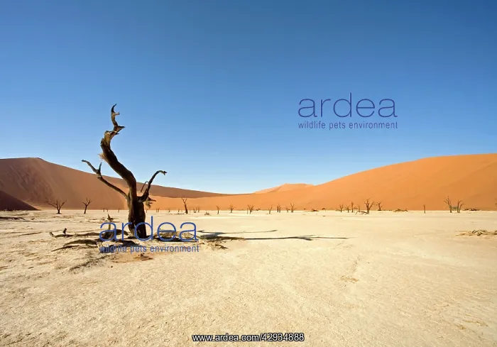 : Dead Vlei trees : Dead Vlei trees