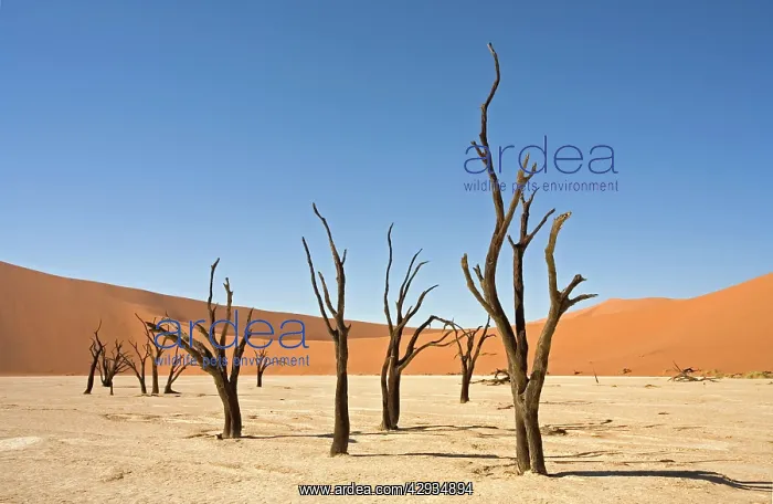 : Dead Vlei Trees : Dead Vlei Trees