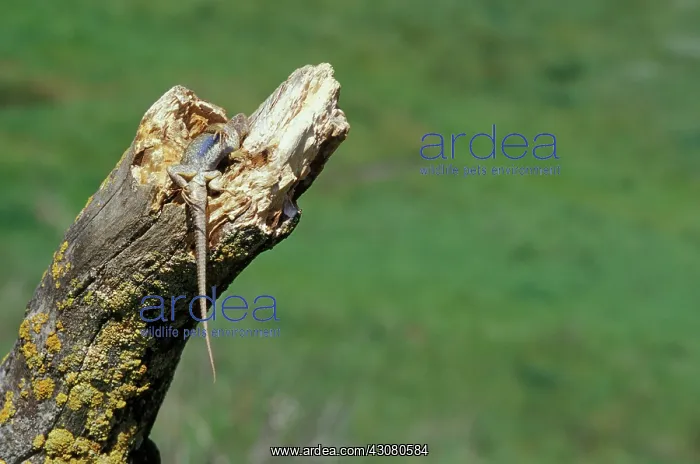 : Dead Western Fence Lizard : Dead Western Fence Lizard