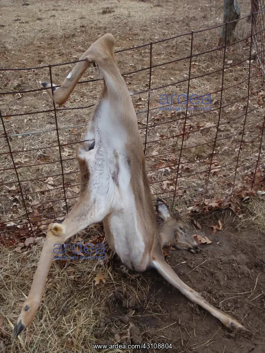 : Dead Whitetail Doe : Dead Whitetail Doe