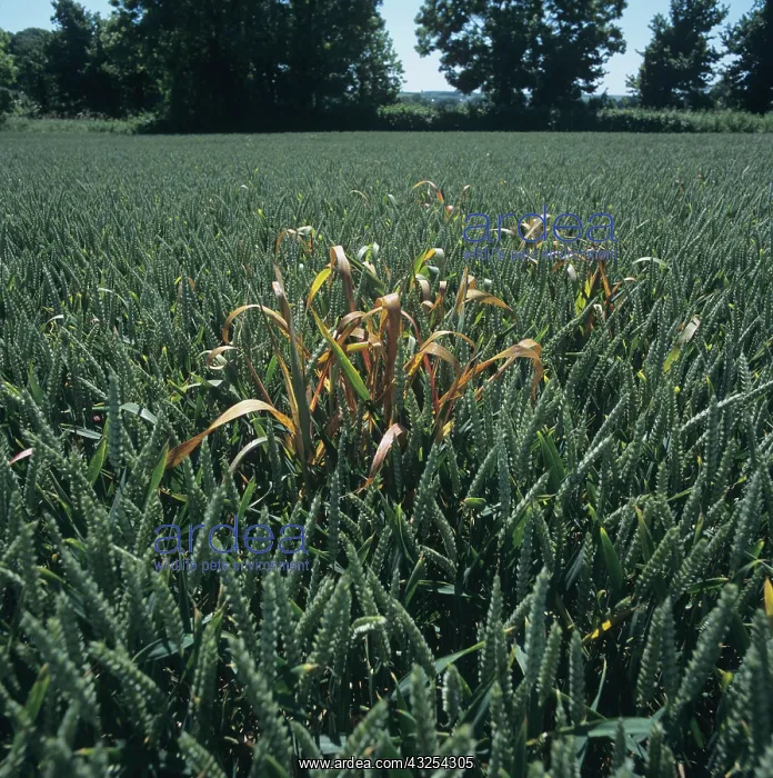 : Dead Wild Oat Plant in Wheat Crop : Dead Wild Oat Plant in Wheat Crop