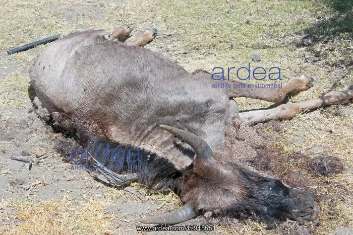  : Dead Wildbeeste following 2008 drought