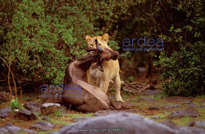  : Dead Wildebeest in the jaws of a young lion