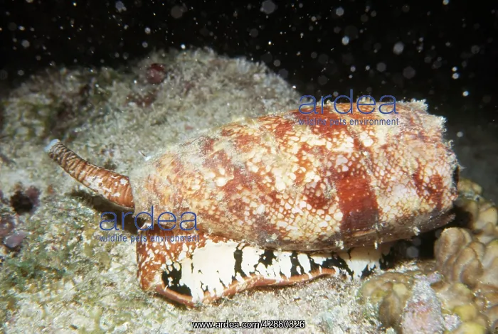 : Deadly Geographic Cone Shell : Deadly Geographic Cone Shell