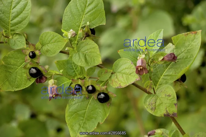  : Deadly nightshade