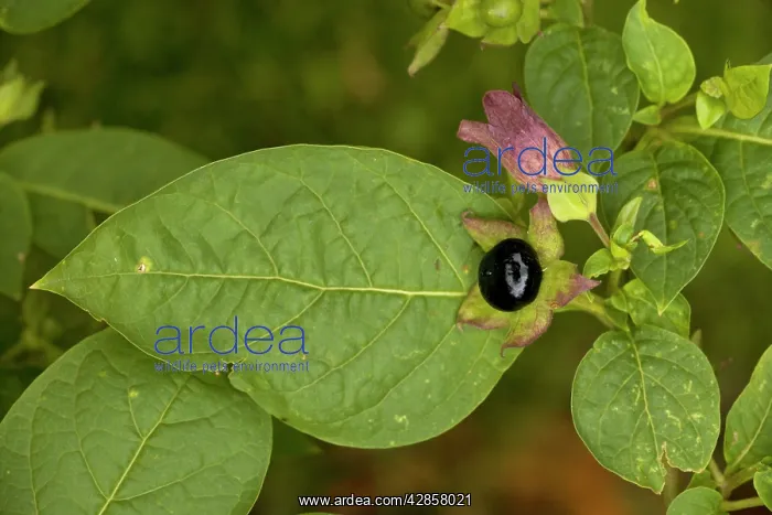 : Deadly nightshade : Deadly nightshade