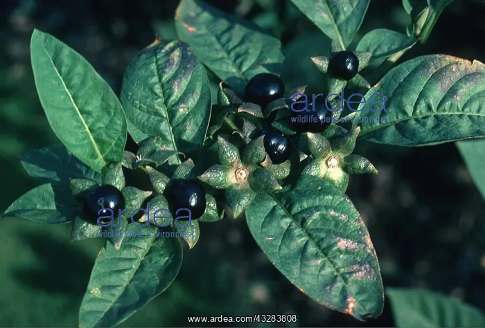 : DEADLY NIGHTSHADE : DEADLY NIGHTSHADE