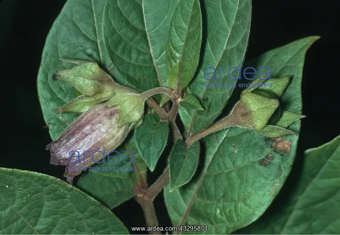 : DEADLY NIGHTSHADE : DEADLY NIGHTSHADE