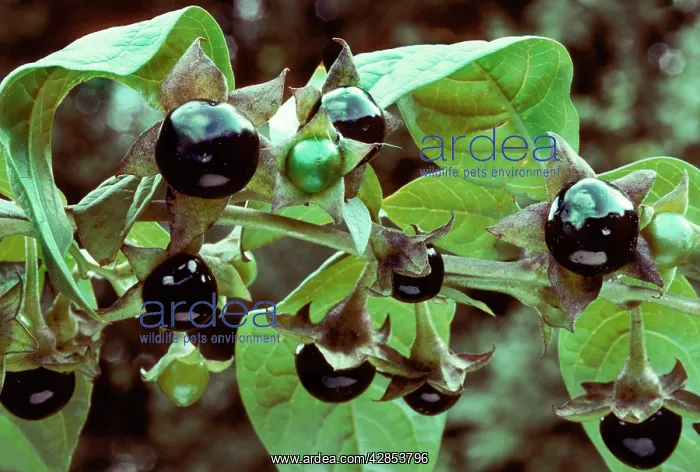 : Deadly nightshade with berries : Deadly nightshade with berries
