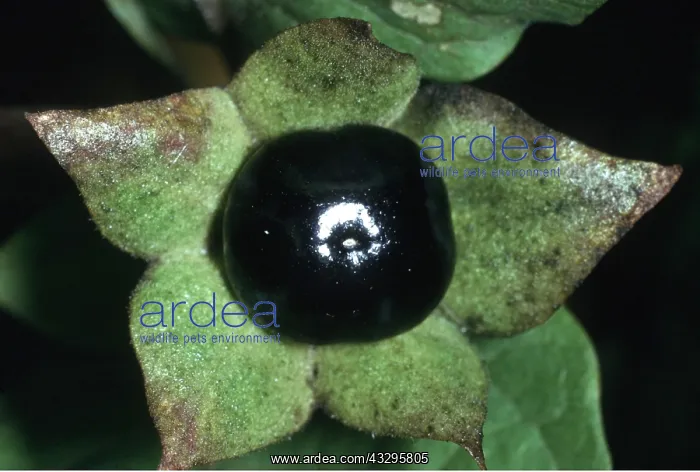 : DEADLY NIGHTSHADE - close-up of fruit : DEADLY NIGHTSHADE - close-up of fruit