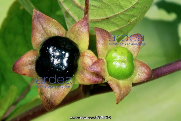 : DEADLY NIGHTSHADE - poisonous berries : DEADLY NIGHTSHADE - poisonous berries