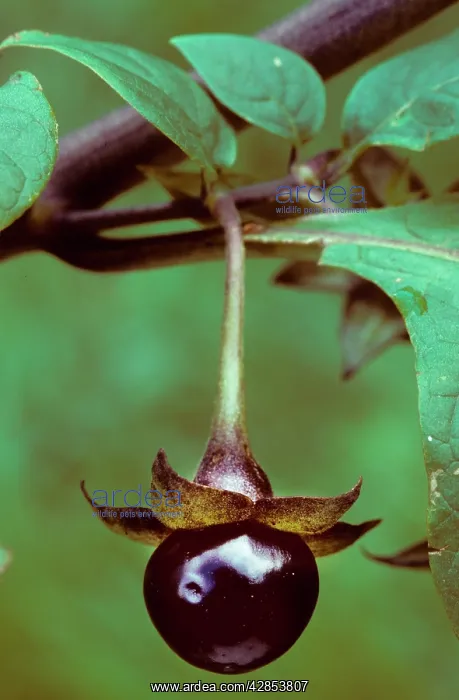 : Deadly nightshade shrub with berry in close-up : Deadly nightshade shrub with berry in close-up