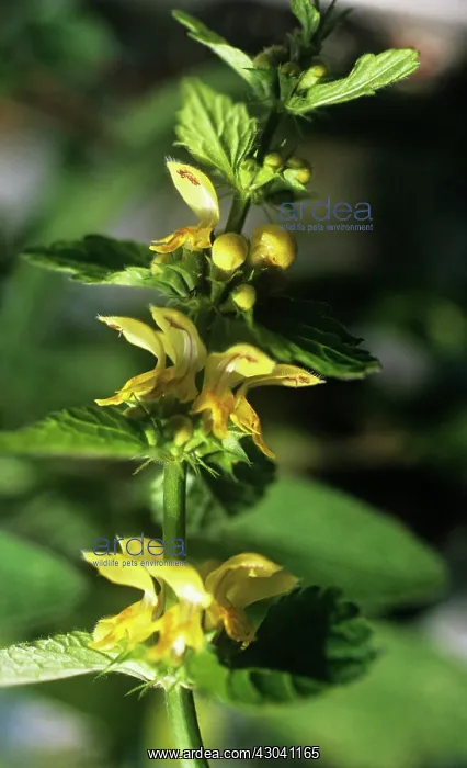 : Deadnettle : Deadnettle