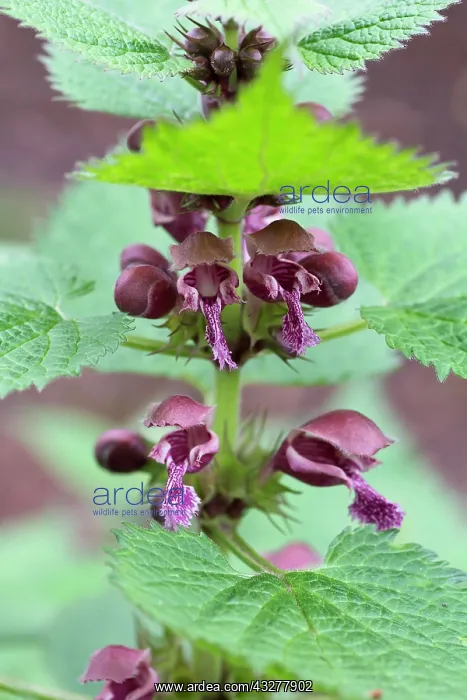 : Deadnettle, Giant deadnettle, Lamium orvala, Red : Deadnettle, Giant deadnettle, Lamium orvala, Red
