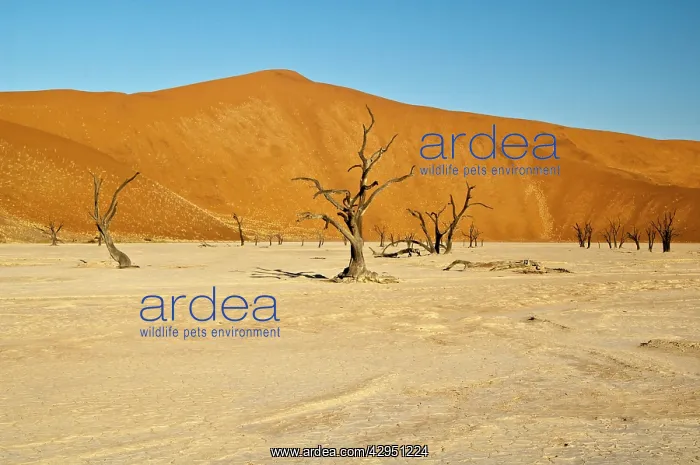 : Deadvlei - dead trees and dunes : Deadvlei - dead trees and dunes