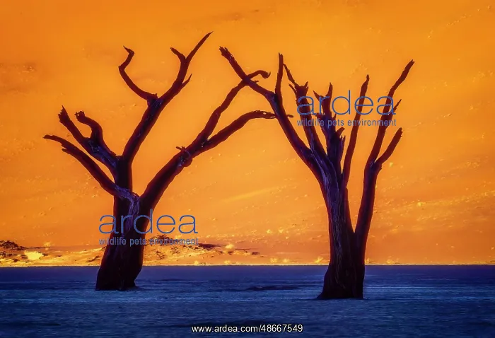  : Deadvlei, Namibia, Africa. Portrait of two 700 year old