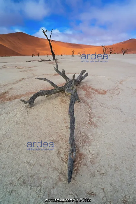 : Deadvlei, Sossusvlei Salt Pan, Namib Naukluft National : Deadvlei, Sossusvlei Salt Pan, Namib Naukluft National