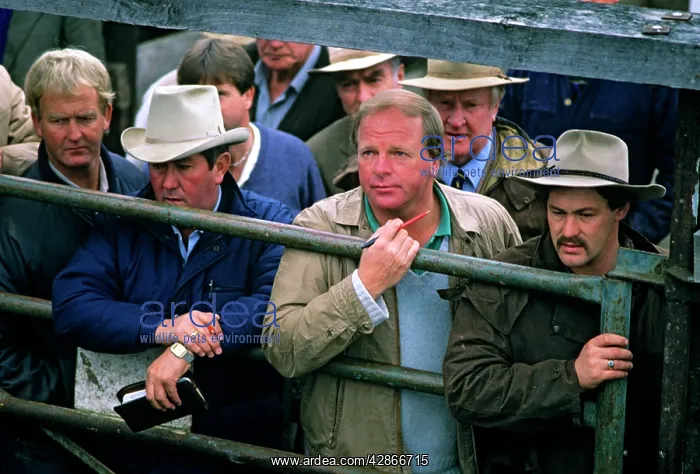 : Dealers at cattle saleyard Bendigo : Dealers at cattle saleyard Bendigo
