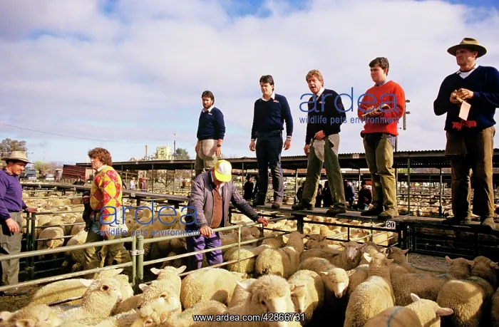 : Dealers at saleyard buying sheep on sale for meat Bendigo : Dealers at saleyard buying sheep on sale for meat Bendigo