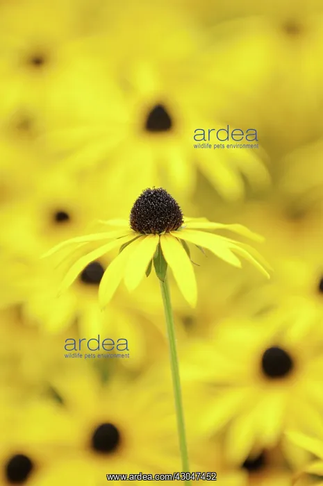: deamii, Coneflower, Black-eyed Susan, Rudbeckia fulgida var : deamii, Coneflower, Black-eyed Susan, Rudbeckia fulgida var