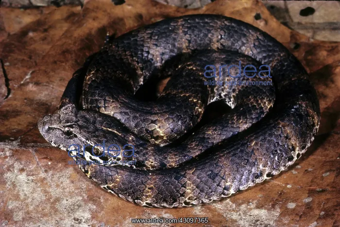 : Death Adder : Death Adder