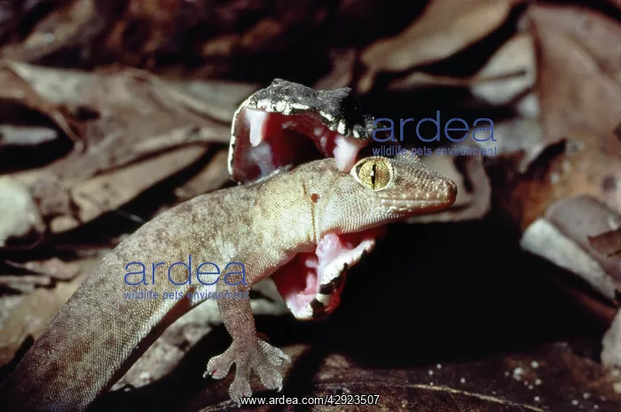: DEATH ADDER - EATING GECKO : DEATH ADDER - EATING GECKO