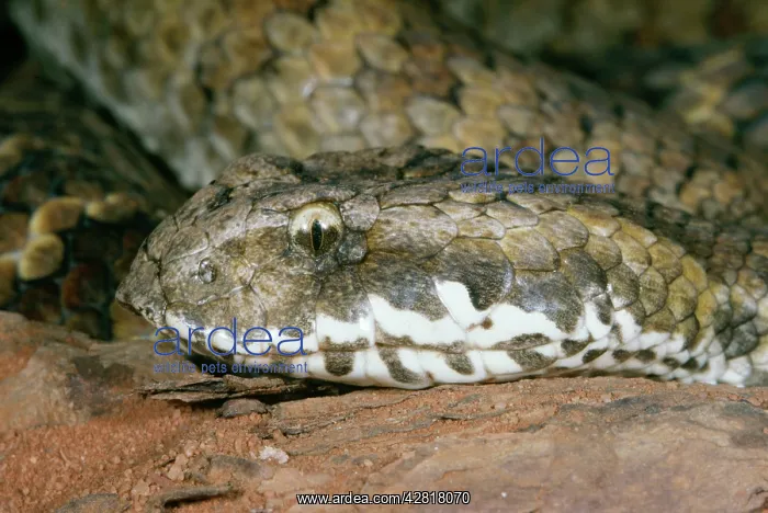 : Death ADDER - head close-up : Death ADDER - head close-up
