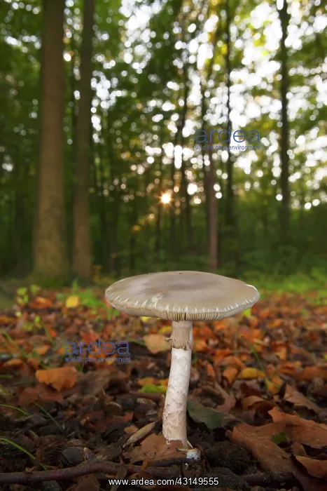 : Death Cap (Amanita phalloides) forest : Death Cap (Amanita phalloides) forest