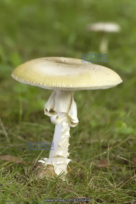 : Death cap (Amanita phalloides) : Death cap (Amanita phalloides)