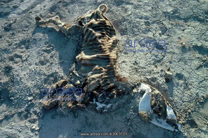 : Death by Starvation : Death by Starvation