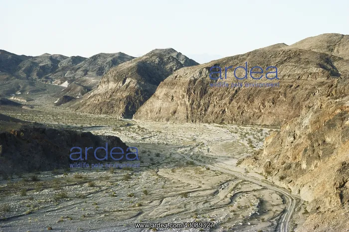 : Death Valley Dry Wash : Death Valley Dry Wash