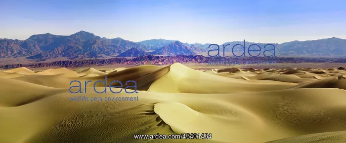 : Death Valley Sand Dunes at Mesquite Flats : Death Valley Sand Dunes at Mesquite Flats