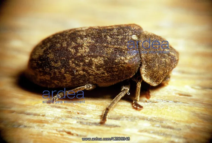 : DEATH-WATCH BEETLE : DEATH-WATCH BEETLE