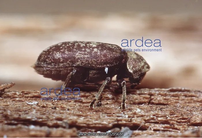 : DEATH-WATCH BEETLE : DEATH-WATCH BEETLE