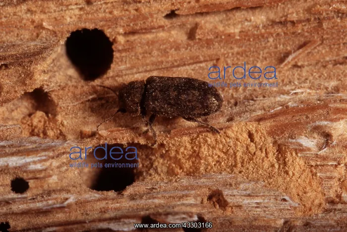 : DEATH-WATCH BEETLE : DEATH-WATCH BEETLE