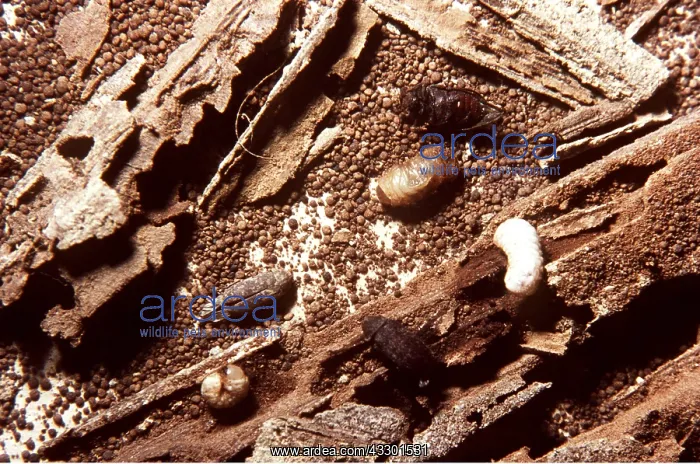 : DEATH-WATCH BEETLE - adults larvae & droppings on : DEATH-WATCH BEETLE - adults larvae & droppings on