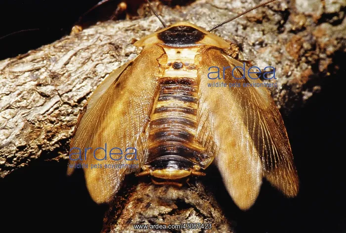 : Death's Head Cockroach : Death's Head Cockroach