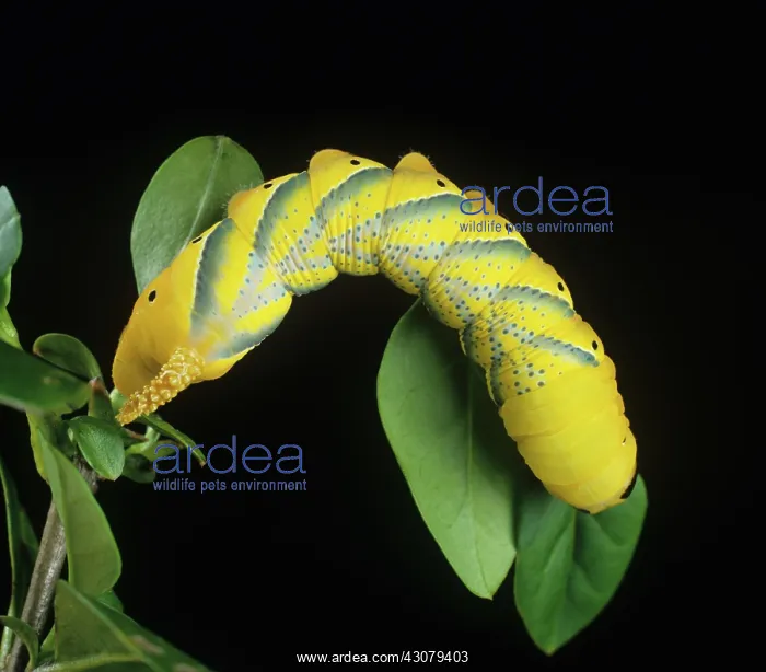 : Deaths head hawk-moth : Deaths head hawk-moth