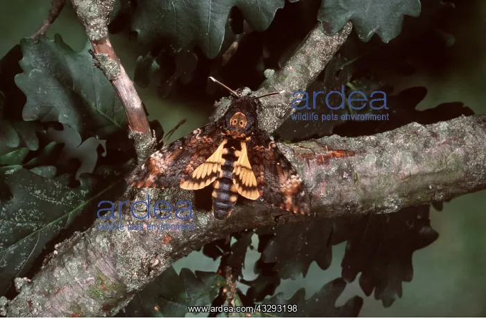 : Death's-head HAWK-MOTH : Death's-head HAWK-MOTH