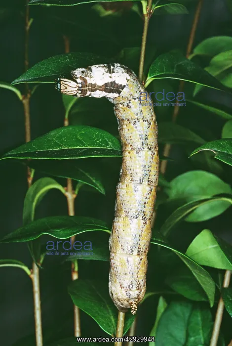: Death's-Head Hawk-MOTH - Larvae / caterpillar : Death's-Head Hawk-MOTH - Larvae / caterpillar