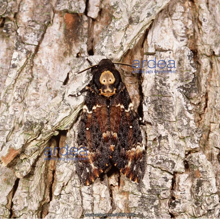 : Death's-head HAWK-MOTH - showing skull-like marking : Death's-head HAWK-MOTH - showing skull-like marking
