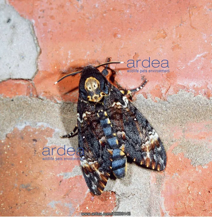 : Death's-Head HAWK-MOTH - showing skull-like marking : Death's-Head HAWK-MOTH - showing skull-like marking