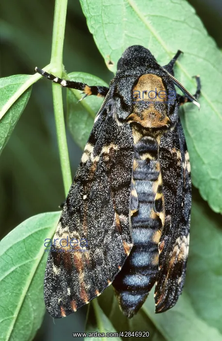 : Death's-head Hawkmoth : Death's-head Hawkmoth