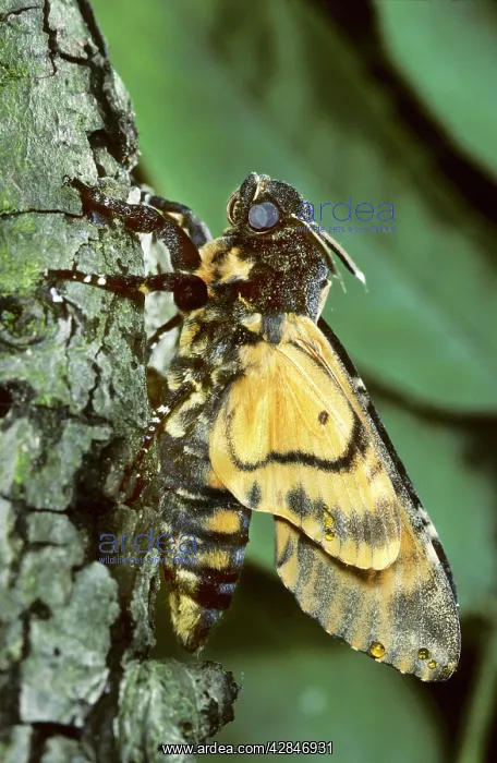 : Death's-head Hawkmoth : Death's-head Hawkmoth