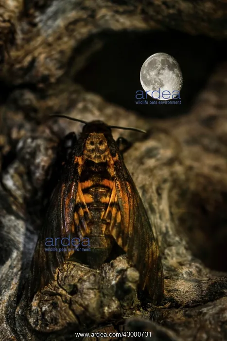: Death's-head Hawkmoth adult perched on a tree and the moon : Death's-head Hawkmoth adult perched on a tree and the moon