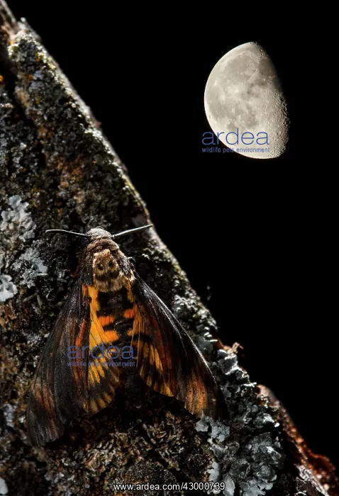 : Death's-head Hawkmoth adult perched on a tree and the moon : Death's-head Hawkmoth adult perched on a tree and the moon
