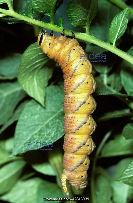 : Death's-head Hawkmoth - caterpillar : Death's-head Hawkmoth - caterpillar